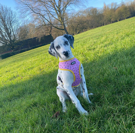 Sprinkles for Days reversible harness