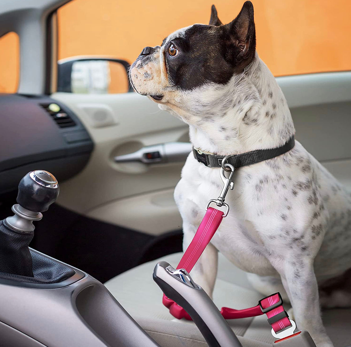 Seat Belt for Dogs - Pet Wipes & Poo Bags