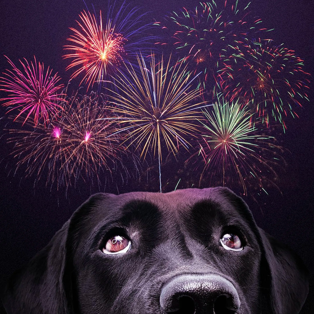 How to keep your dog calm during the firework season?