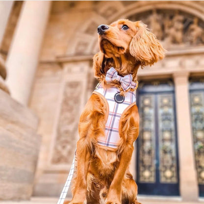 Back to Basics Dog Lead - Pet Wipes & Poo Bags