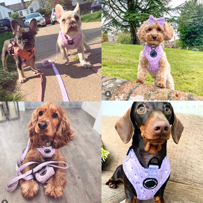 Lilac Love Adjustable Dog Harness - Pet Wipes & Poo Bags