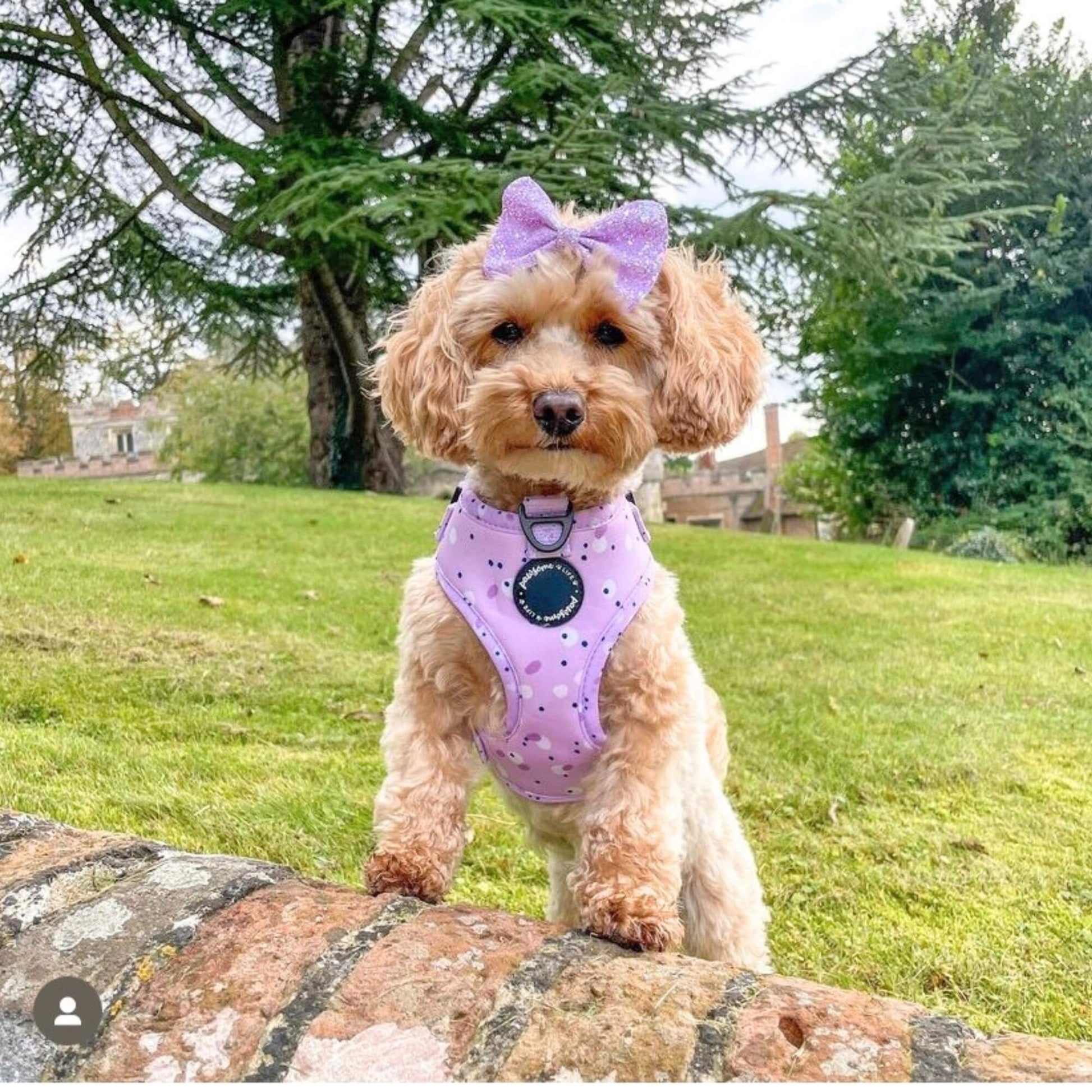 Lilac Love Adjustable Dog Harness - Pet Wipes & Poo Bags