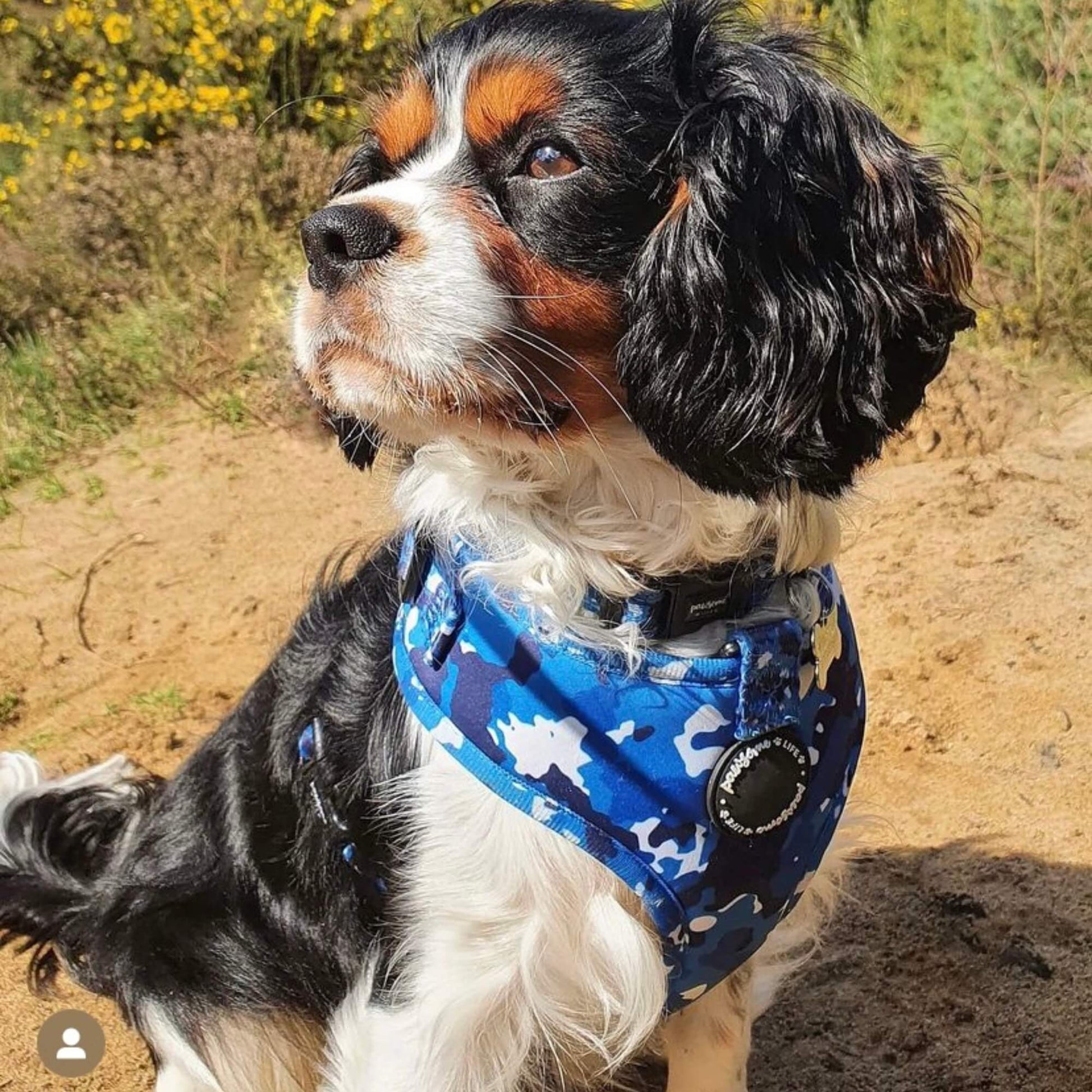 Blue Camo Dog Harness - Pet Wipes & Poo Bags