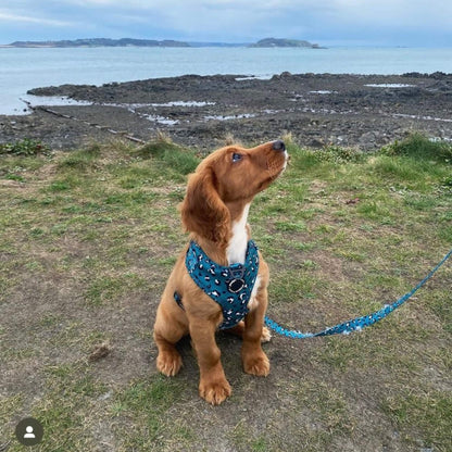 Green Leopard Dog Harness