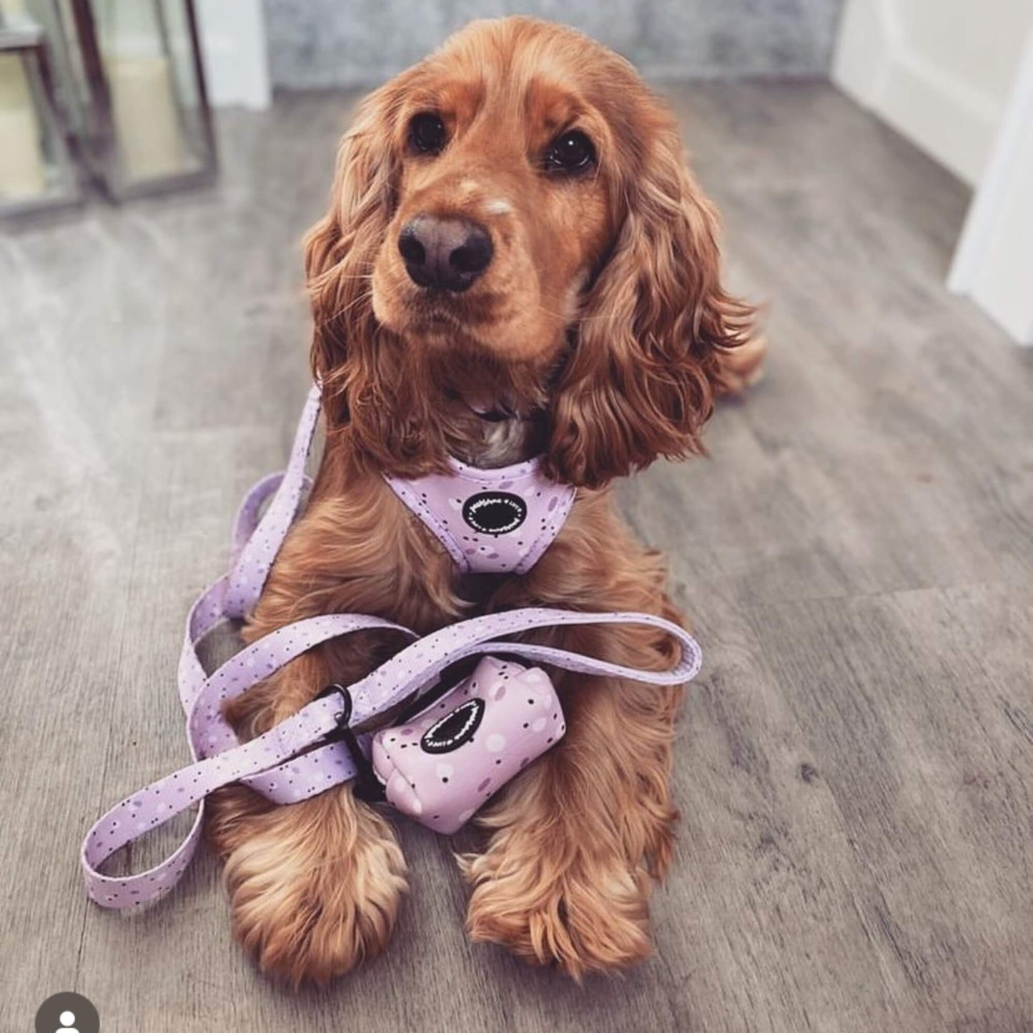 Lilac Love Adjustable Dog Harness - Pet Wipes & Poo Bags