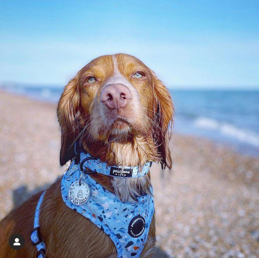 Terrazzo Dog Harness - Pet Wipes & Poo Bags